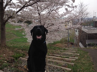 桜の樹.jpg