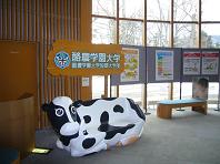円山動物園・牛.JPG