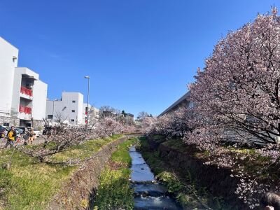 桜写真①.jpg