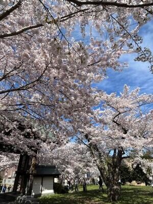 sakura0429.jpg